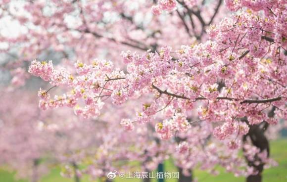 今天上海最高温度26℃！明天气温骤降10℃ 阴雨复来