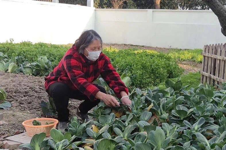 非遗瓷刻、爱心餐、暖心菜......浦东“美丽庭院”五星户行动起来