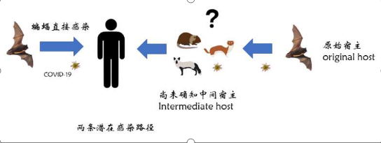 穿山甲是新冠病毒动物宿主？还不能过早下结论